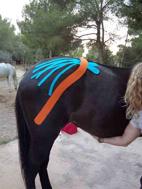 Fisioterapia de mantenimiento en caballos