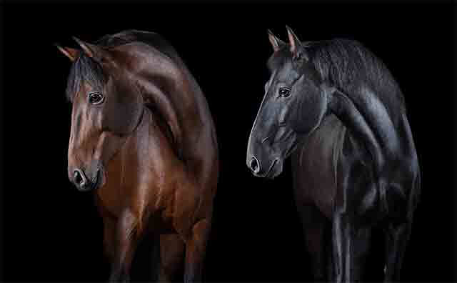 Fisioterapia en caballos como complemento veterinario