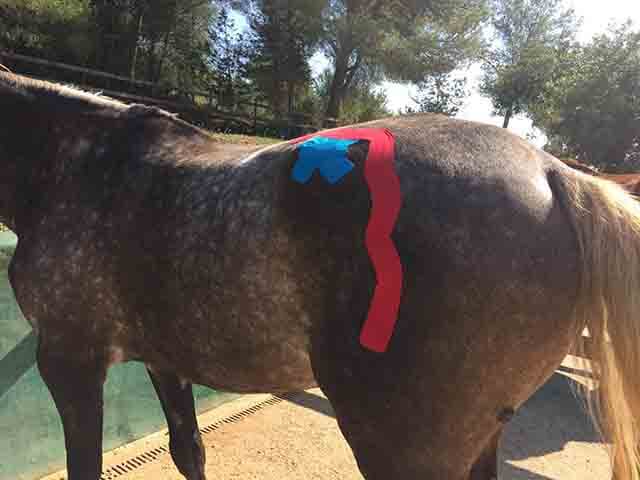 Fisioterapia para caballos